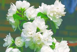 Maybe you would like to learn more about one of these? A New Mock Orange Reblooms Csmonitor Com