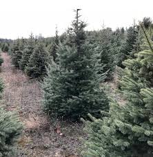 Meister's Christmas Tree Farm opens for the season