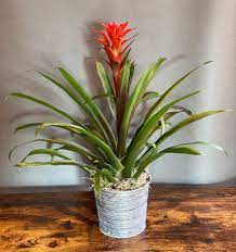 Bromeliaceae, the pineapple family of the flowering plants (order poales), with more than 3,000 species across 56 genera. Bromeliad Plant In Salina Ks Lauren Quinn Flower Boutique
