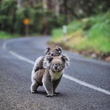 Sharing Stories On Instagram Posted Withregram Differenttimezone Many Beautiful Koalas Have Died From These Fires In Australi In 2020 Koala Animals Animal Planet