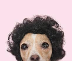 16 Animals Wearing Wigs And Looking Stylish How To Wear A Wig Wigs Black Curly Wig