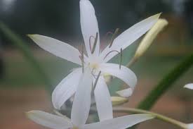 Image result for Crinum asiaticum