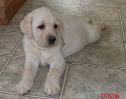 The yellow lab may best be known for its ability to help be a guide dog for the blind. Akc English Labrador Puppies For Sale In Allegan Mi 269 512 2528 English Lab Puppy Allegan Mi Is Close To Plainwell Otsego Grand Rapids Holland Hamilton Flint Detroit Paw Paw Indiana Il