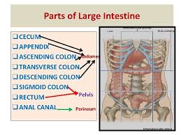 Anatomy Of The Large Intestine Dr Ahmed Fathalla