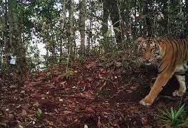 Pada kesempatan kali ini, admin akan berbagi tentang cara beternak kenari dengan menggunakan kandang gantung berdasarkan pengalaman pribadi beternak kenari lebih dari 2 tahun. Macan Gunung Lawu Memangsa Hewan Ternak Warga Okezone News