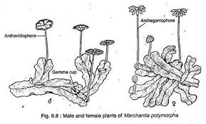 Download scientific diagram | shape transformations in marchantia thallus development from publication: Bryophyta Marchantia External Internal Structure And Reproduction