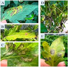 Image result for Septoria leaf spot of tomato