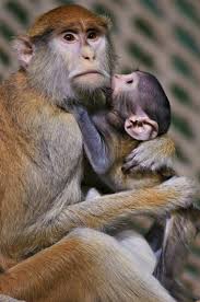 We did not find results for: Webcam Watch The Third Patas Monkey Baby For Rosamond Gifford Zoo Zooborns