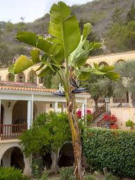 The bird of paradise flower is one of the most visually distinct species of tropical florals. Giant White And Blue Bird Of Paradise Starter Plant Strelitzia Nicolai Urban Palms