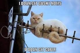 Give And Take Funny Cat Videos Funny Cats And Dogs Cat Videos For Kids