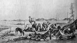 So just how long can a camel go without water before its hump starts to slump? Camel Expedition Story Big Bend National Park U S National Park Service