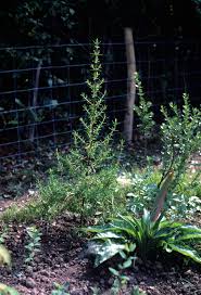 Image result for Hypericum quartinianum