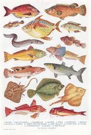 Vintage Fish Print Colorful Tropical Ocean Life Marine Biology Fish Illustration 9 95 Via Etsy Scientific Illustration Fish Illustration Fauna Illustration