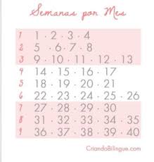 Yo tengo 23 semanas ahora yo lo calculo segun mi fecha de parto para no liarme mucho por ejemplo, yo me cumplo el 30/12 asi que los dias 30 de meses 1 mes: 28 Semanas Embarazo Cuantos Meses Tengo Como Leer Prueba De Embarazo Clearblue