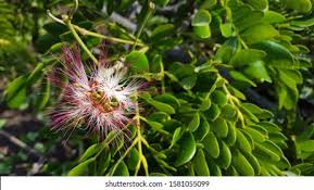Image result for Samanea