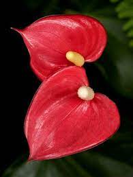 Anthurium Tailflower Anthurium Flower Anthurium Plant Tropical Flowers Hawaii