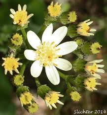 Image result for Senecio purpureus