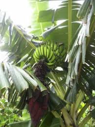 I have dealt with many online tree sellers in the past 15 years. 11 Tropical Fruit Growing In Florida Ideas Tropical Fruit Fruit Honey Banana