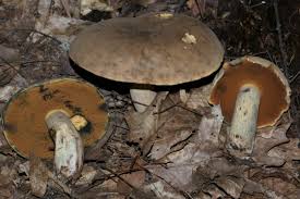 نتیجه جستجوی لغت [pored] در گوگل