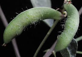 Image result for Rhynchosia albissima