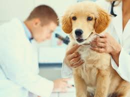 Dog skull bump on top. How To Treat Tumors Growths And Cysts In Dogs