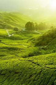 Growing tea asian tea tea plant high tea drinking tea evergreen shrubs tea time around the worlds. Tea Garden Landscape Hd Free Stock Photos Download 17 824 Free Stock Photos For Commercial Use Format Hd High Resolution Jpg Images