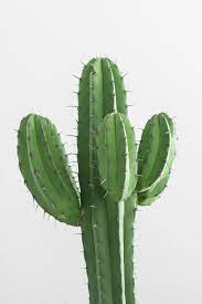 If the yellowed segments don't improve in a few weeks, cut them away up to the cut the shriveled part off up to the green, firmer, healthy looking part of the cactus and set to grow a heel or scab over the wound where it was cut. Cactus Pictures Download Free Images On Unsplash