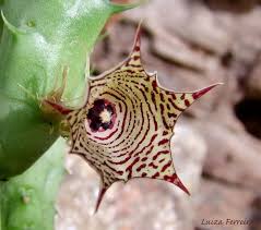 Image result for Huernia leachii