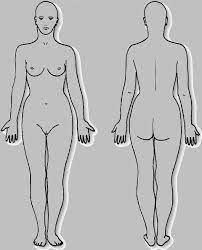 Download blank body and use any clip art,coloring,png graphics in your website, document or presentation. Human Body Diagram Blank Female Human Anatomy