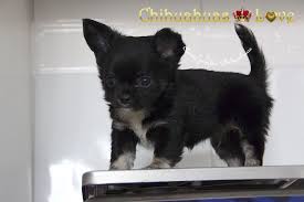 Pin On Chihuahuas