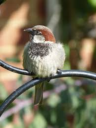 Baby Sparrow Baby Sparrow House Sparrow Sparrow