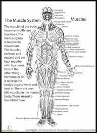 Human Anatomy Muscles Worksheet Education Com Human Body Worksheets Human Anatomy Human Anatomy And Physiology