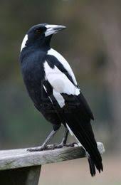 Weird Bird From Finding Dory 32 Ideas For Australian Bird Of Prey Bird Australian Birds