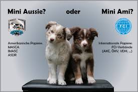 Mini australian shepherds, also known as mini american shepherds, are the dog breed of the moment. Mini Aussie Vs Mini Ami Roan Nox