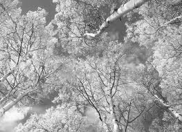 Black And White Aspen Tree Pictures Aspen Canopy Dancing Trees Colorado Art Aspen Tree Wall Art Black White Photo Black White Aspens Rustic Wall Decor Dancing Canopy Tree Wall Art Aspen Trees Aspen