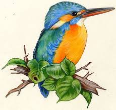Naturalist Illustrations By Lucia Guarnotta Via Behance Bird Drawings Watercolor Bird Watercolor Artwork