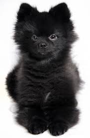Cute Black And Brown Pomeranian Puppy One Year Five Months Pomeranian Dog Cute Dogs Pomeranian Puppy