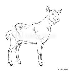 Drawing Of Domestic Goat Female Hand Sketch Of Capra Aegagrus Hircus Black And White Illustration Hand Schets Geiten