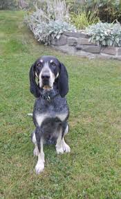 Image result for malý modrý gaskoňský honič