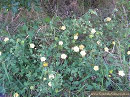 Image result for Abutilon sonneratianum