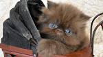 Adorable Images of Chocolate Persian Kittens | LoveToKnow