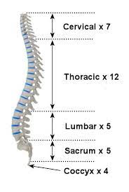 Because this part of the spine is firmly attached to the ribs and sternum, it is very stable and has fewer problems associated with motion. Anatomy Of The Spine Teachpe Com