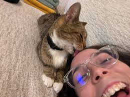 Lost Cat in Waterford Avalon Eastwood Stoneybrook UCF East Orlando