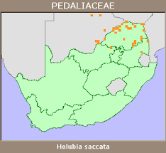 Image result for Holubia