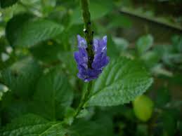 Image result for Stachytarpheta urticifolia