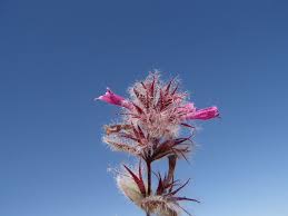 Image result for Clinopodium vernayanum