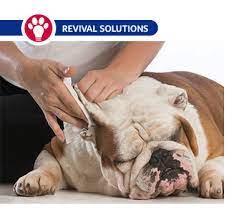 Do not allow vegetation to become too dense. Fly Bites On Dog S Ears