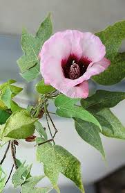 Image result for Gossypioides kirkii