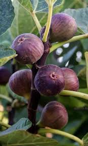 Epingle Sur Fruits