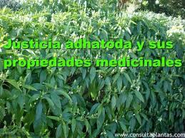 It belongs to the family acanthaceae. Justicia Adhatoda Propiedades Medicinales Plantas Y Remedios